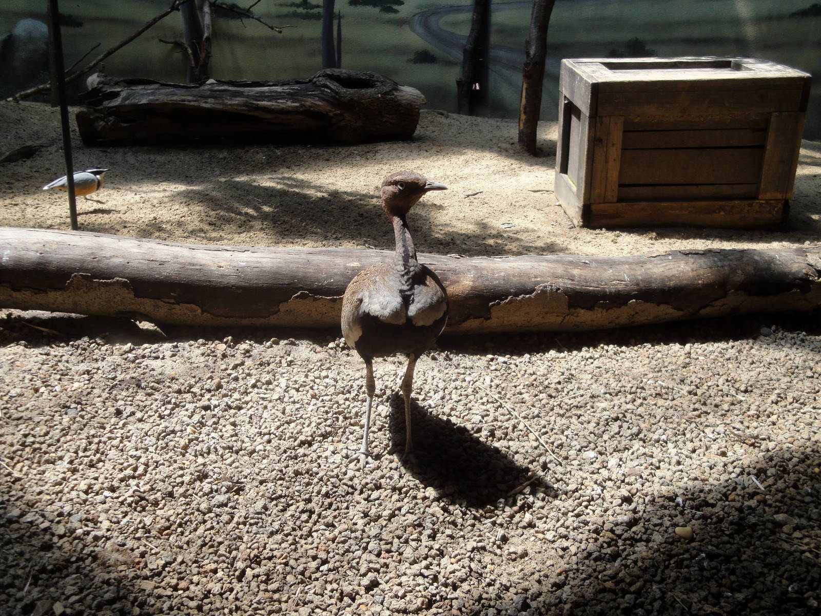 Buff-crested Bustard & Egyptian Plover