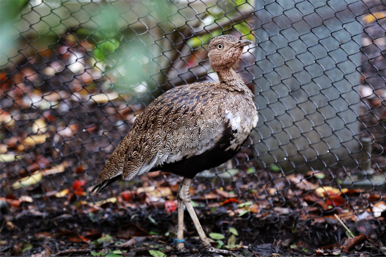 Buff-crested Bustard (Eupodotis gindiana)