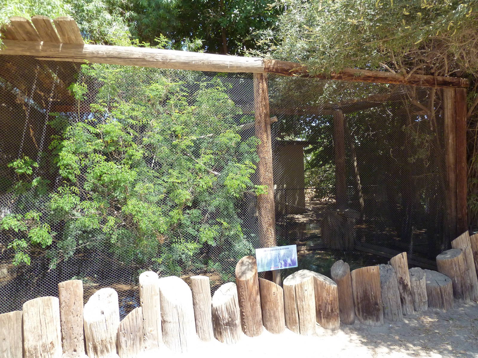 Buff-Crested Bustard Exhibit