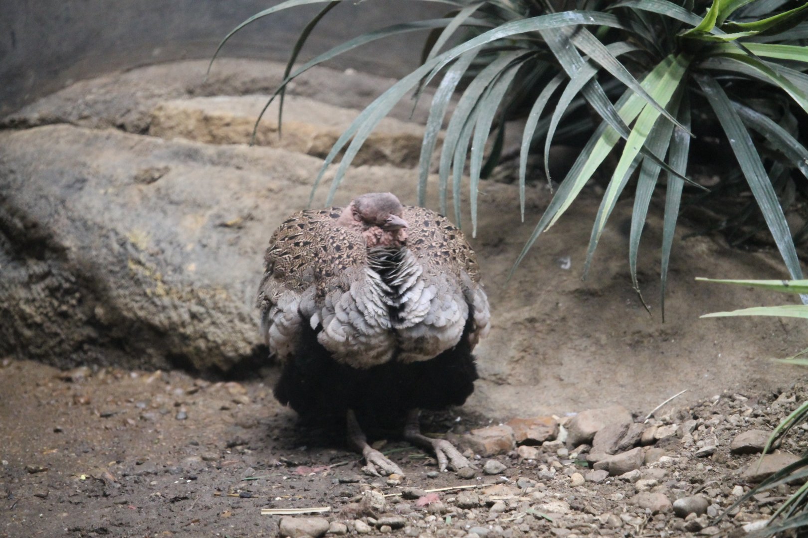 Buff-crested bustard had a bad day