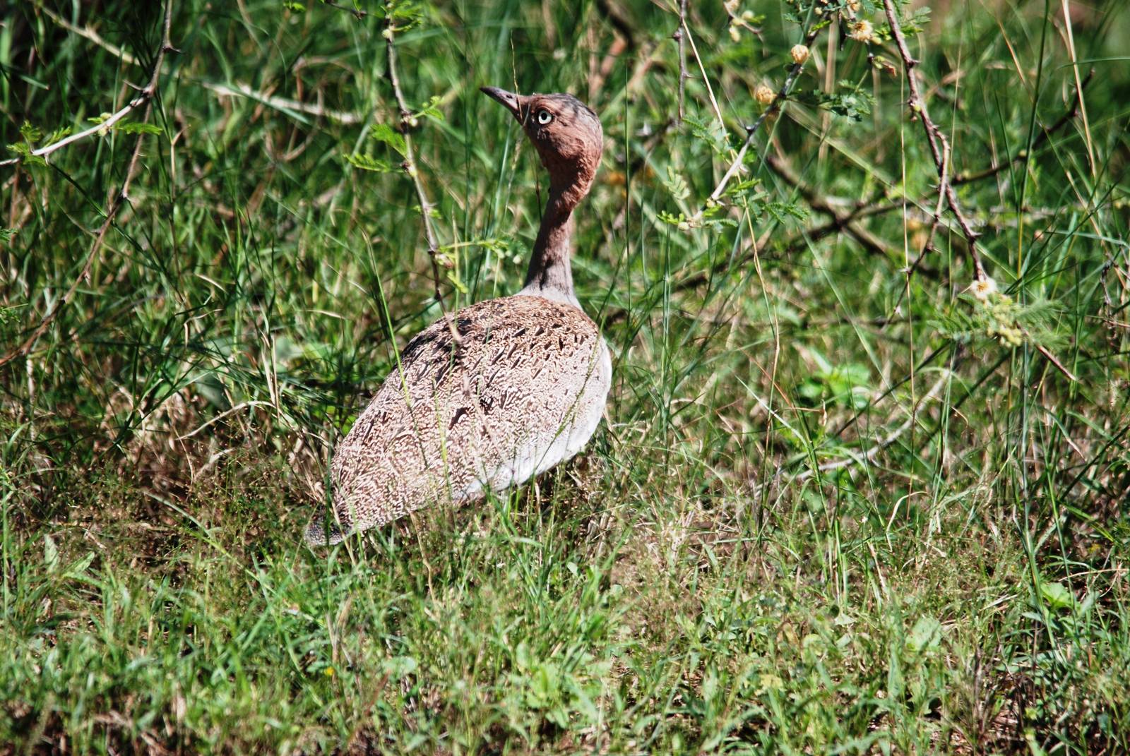 Buff-crested Bustard in Awash NP, 12/10/14