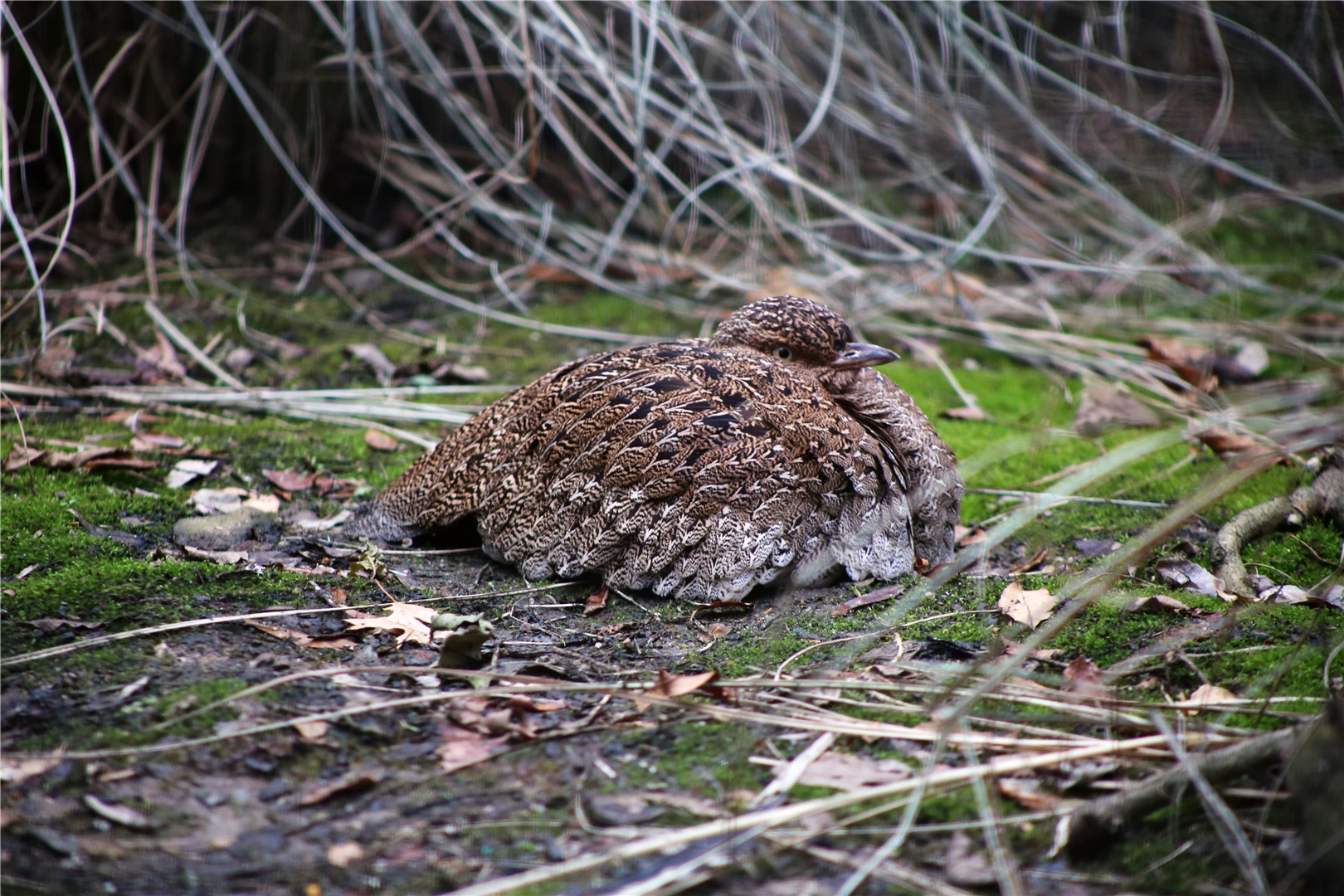 Buff-crested bustard (Lophotis gindiana)