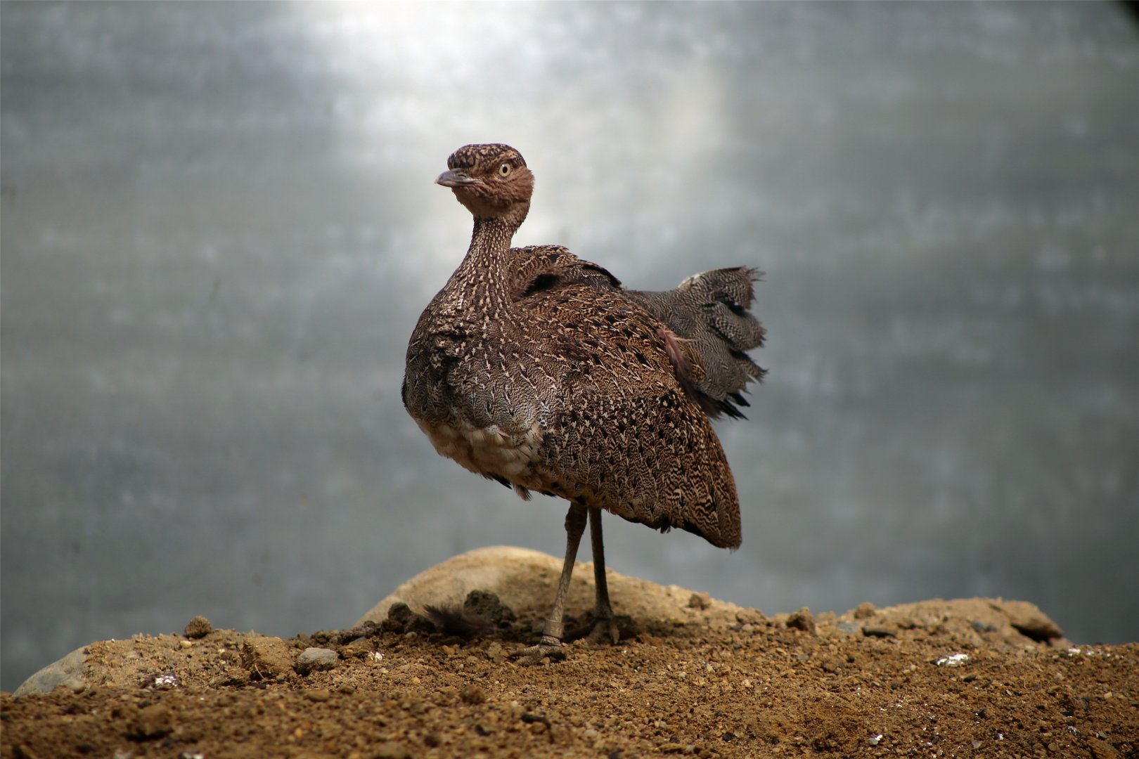 Buff-crested bustard (Lophotis gindiana)