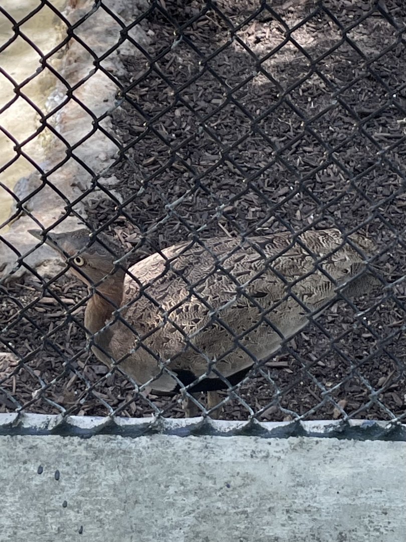 Buff-crested bustard (Lophotis gindiana)