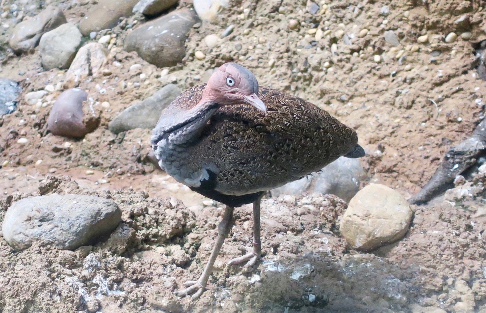 Buff-Crested Bustard (Lophotis gindiana)
