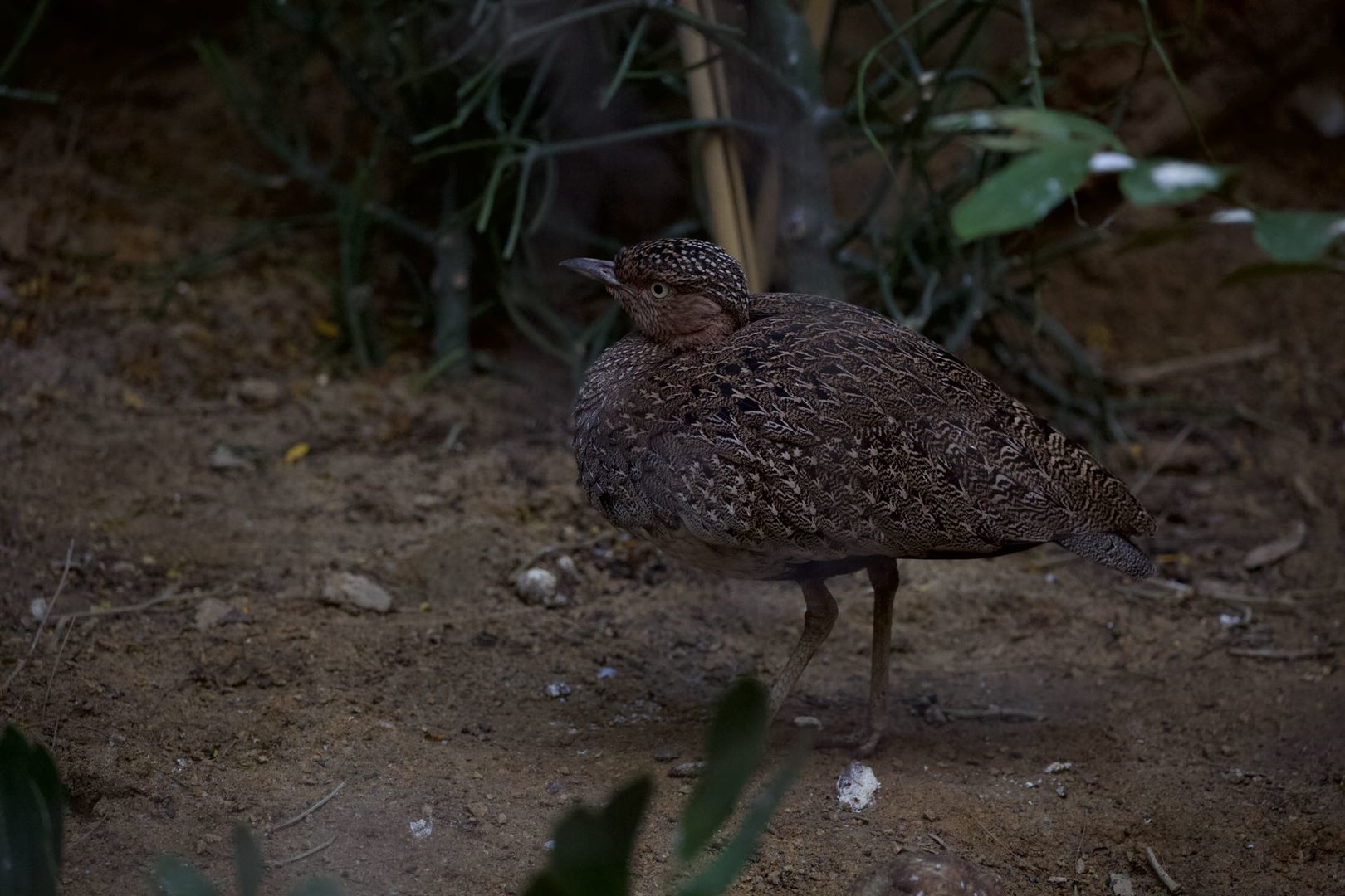 Buff-crested bustard/ Lophotis gindiana