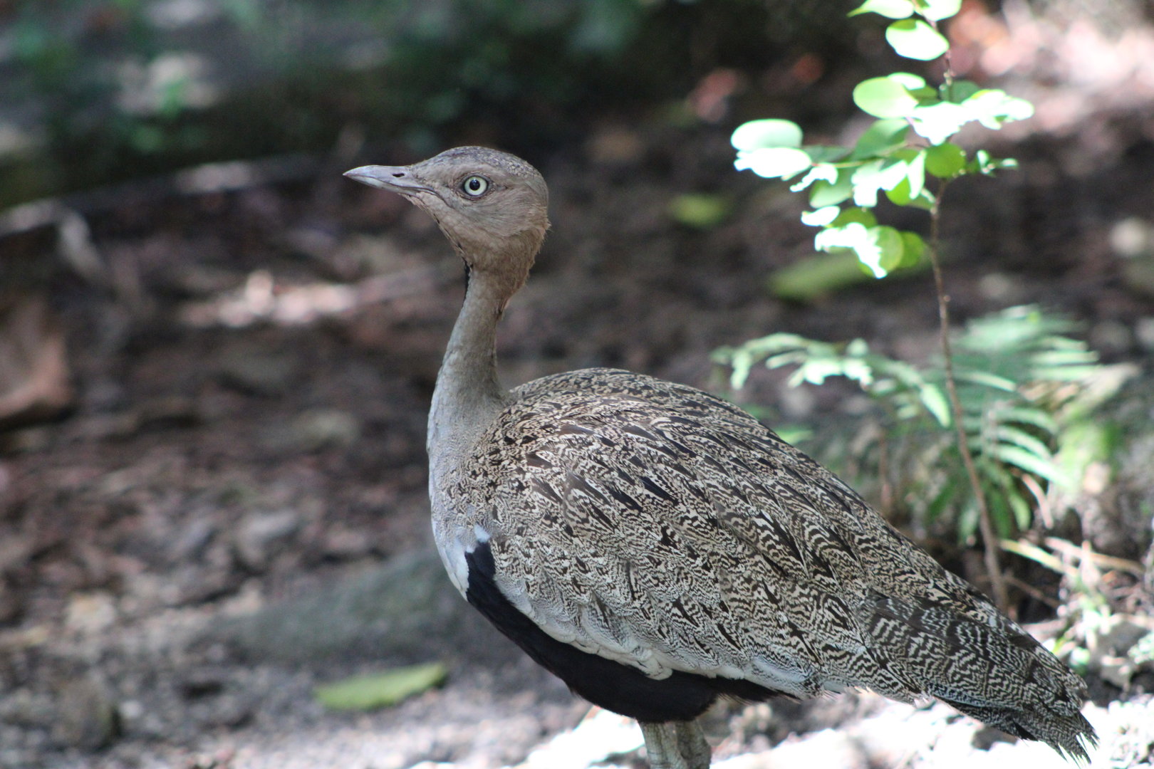 Buff-Crested Bustard (Lophotis gindiana)