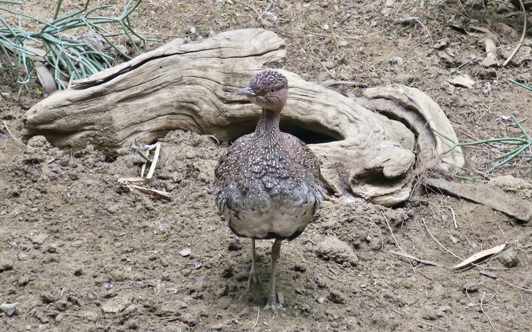 Buff-Crested Bustard (Lophotis gindiana)