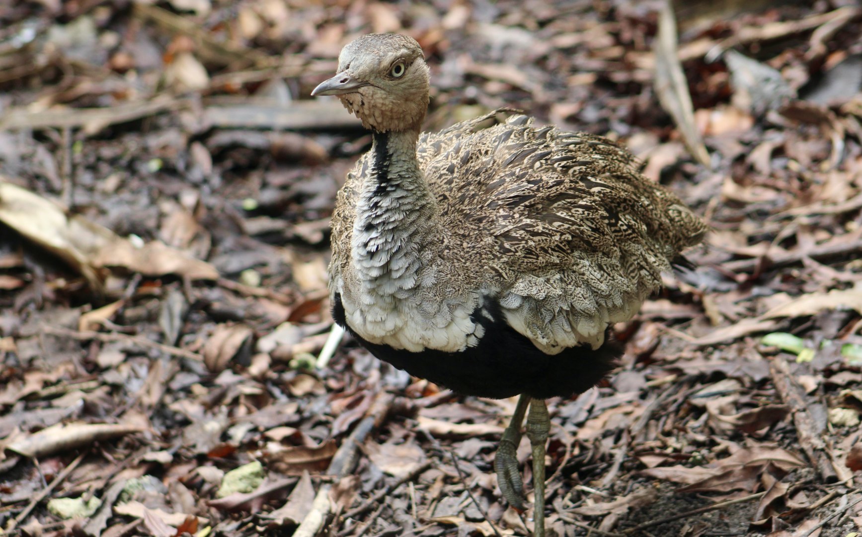Buff-Crested Bustard (Lophotis gindiana)