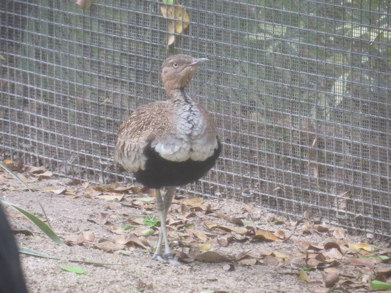 Buff-crested bustard, March 2015