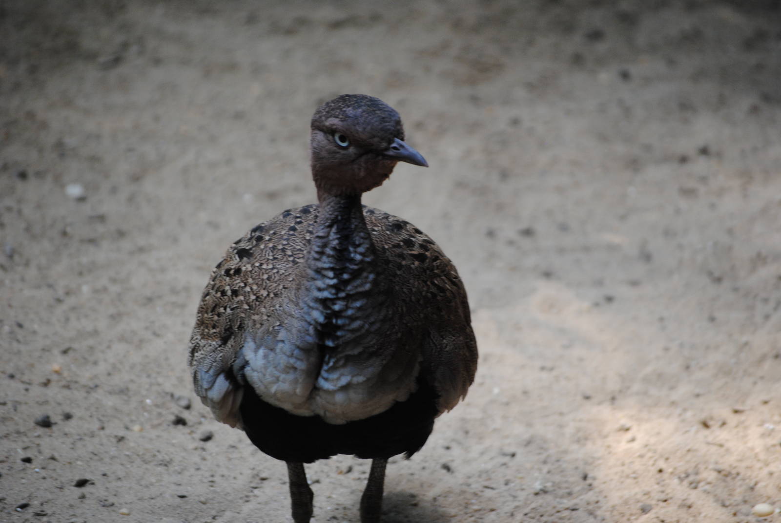 Buff-Crested Bustard