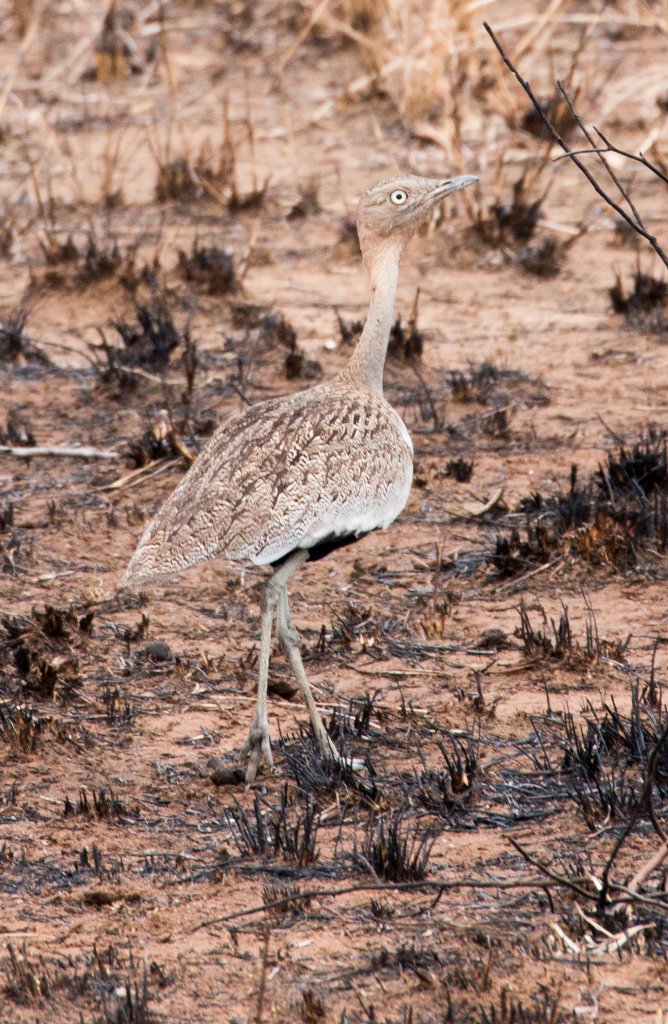 Buff-crested Bustard