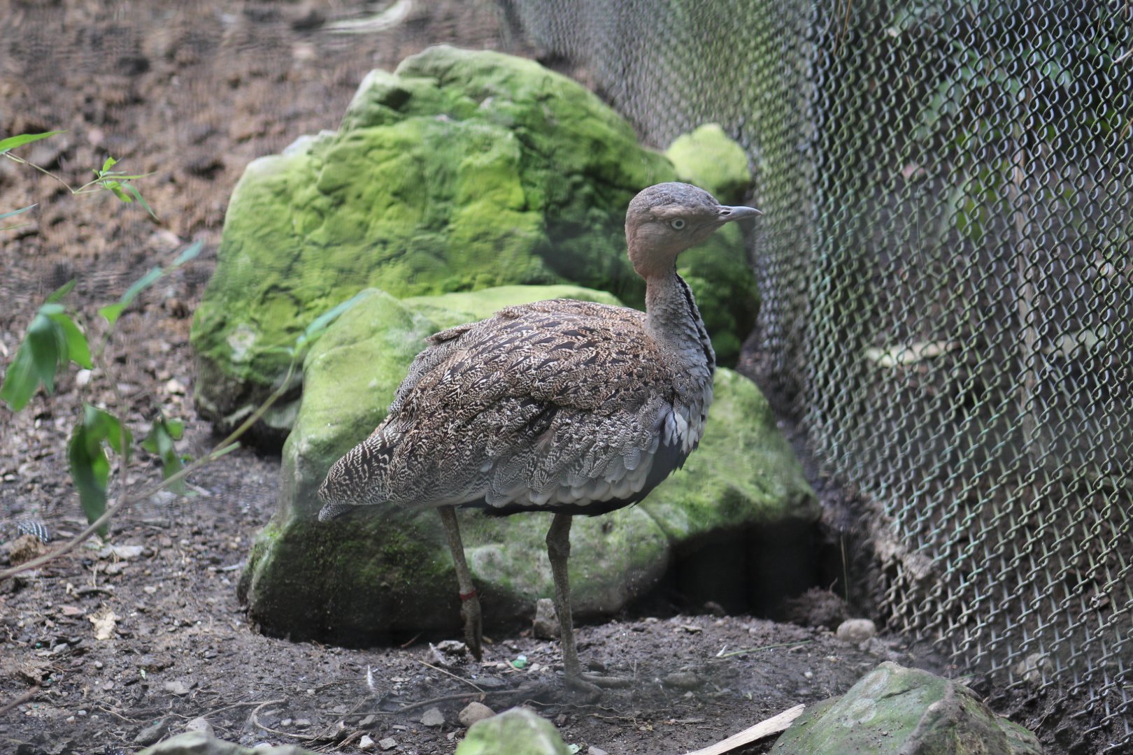 Buff-Crested Bustard