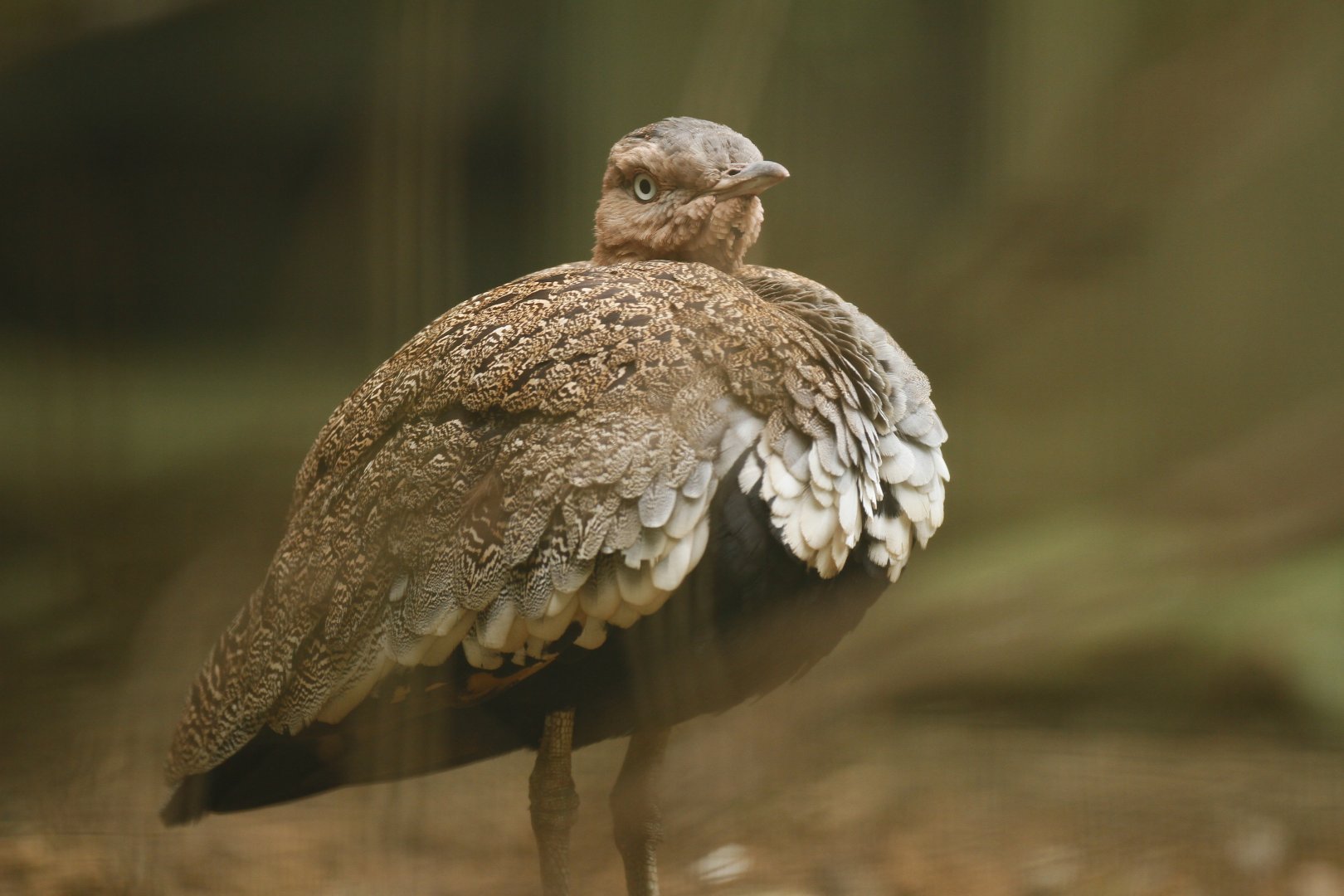 Buff-crested bustard