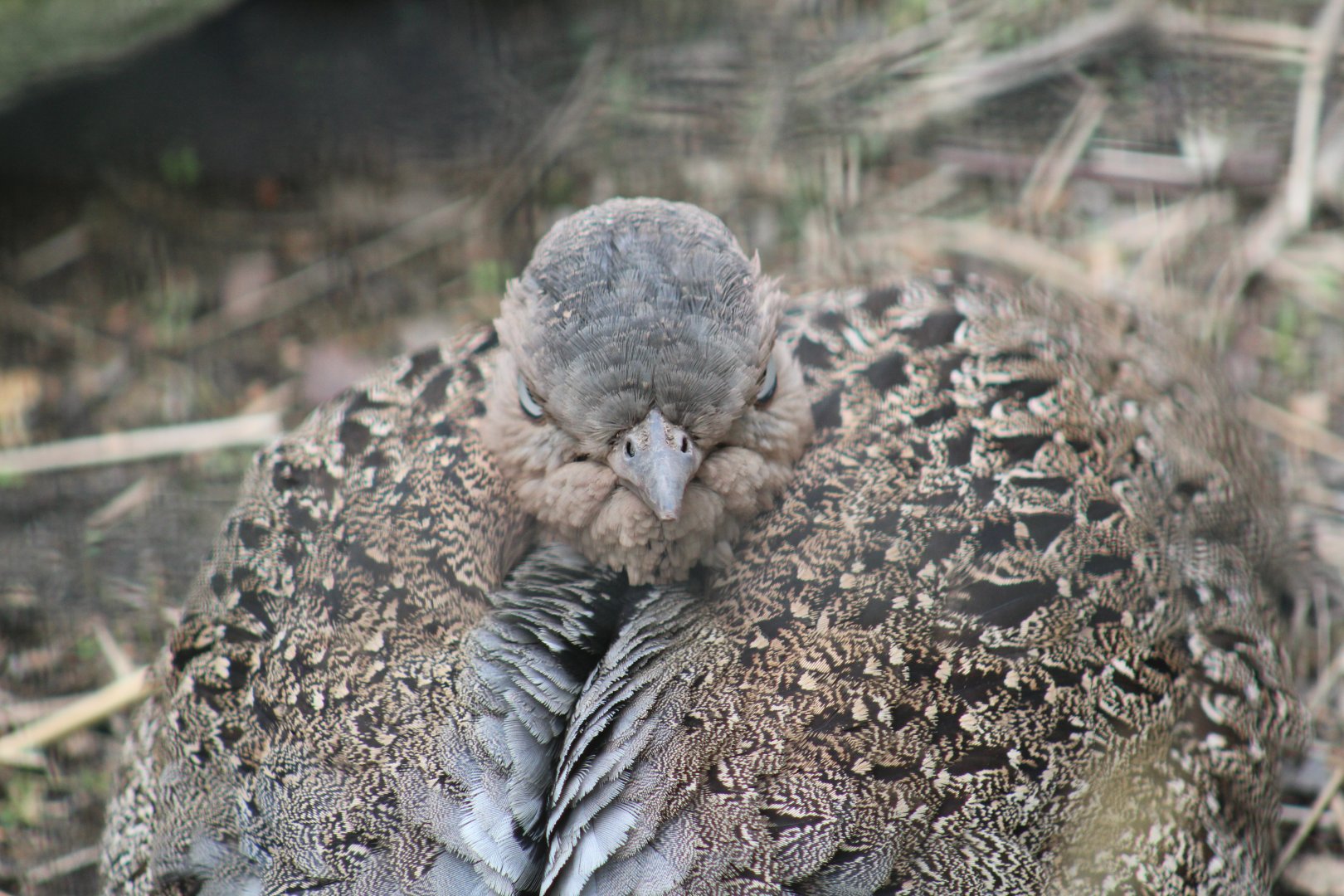 Buff-Crested Bustard