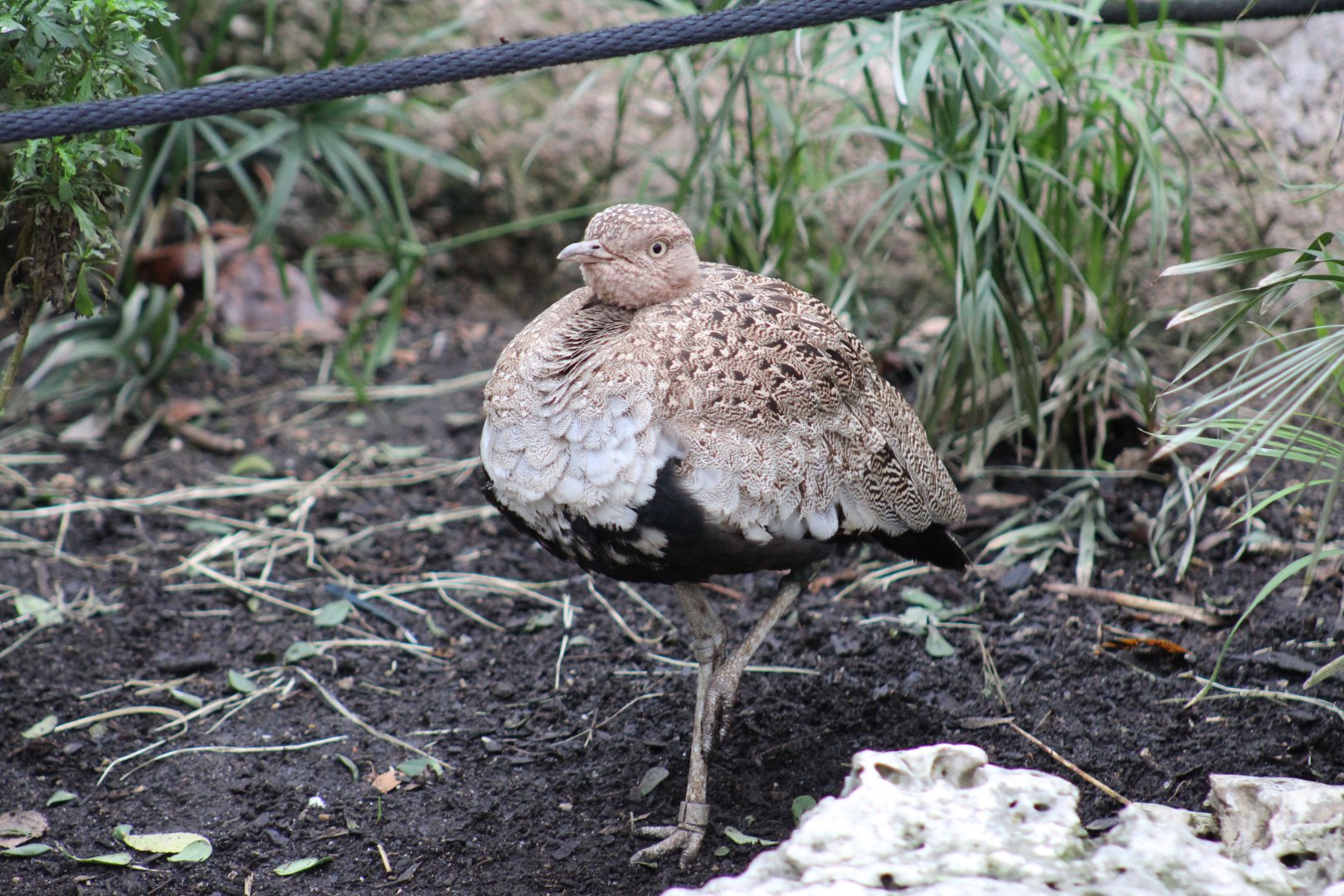 Buff-Crested Bustard