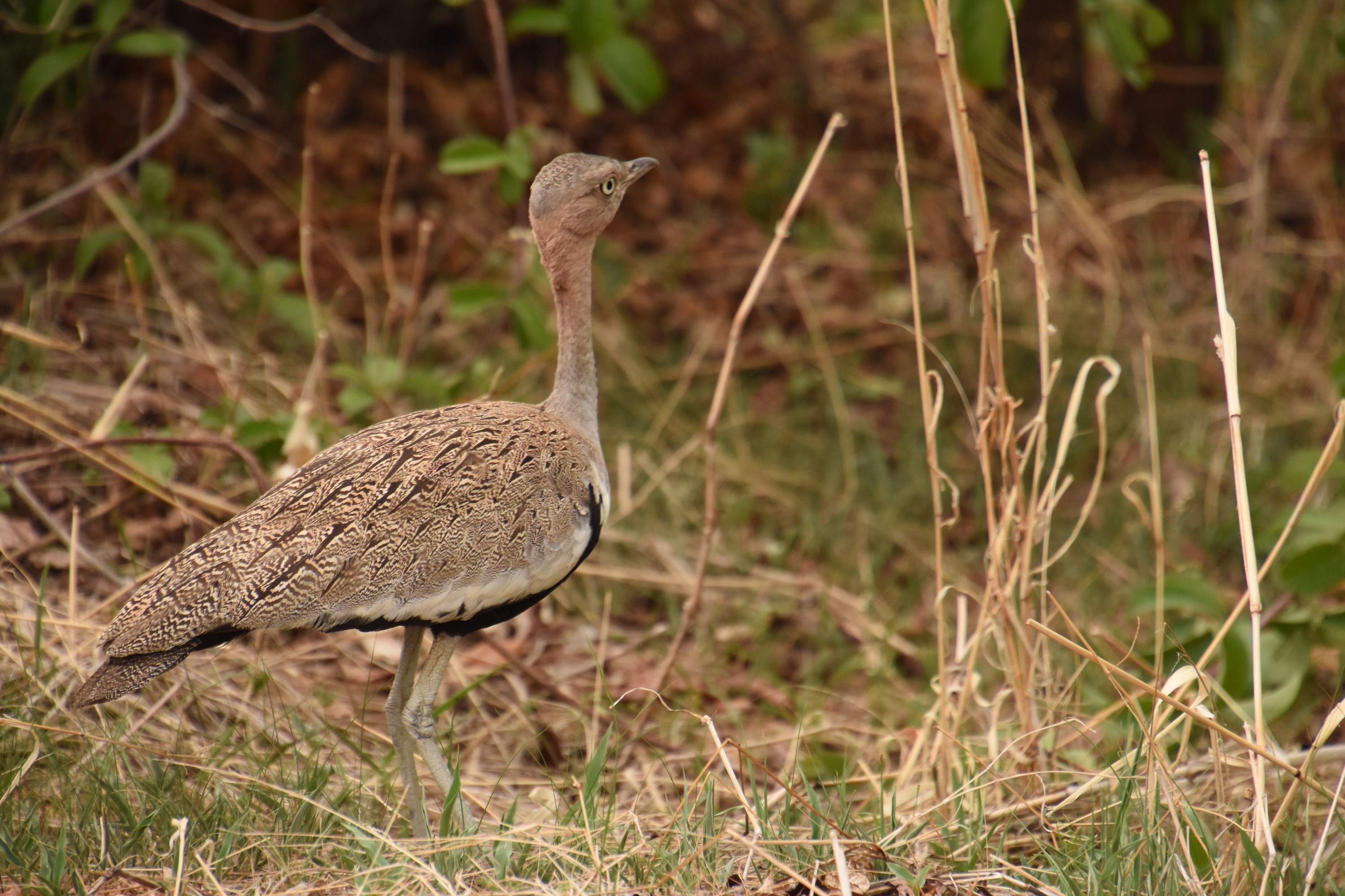 Buff-crested bustard