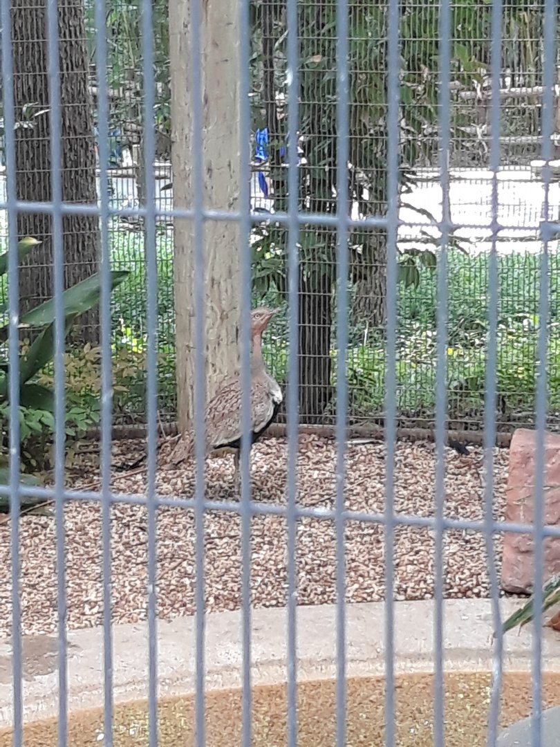 Buff-crested bustard
