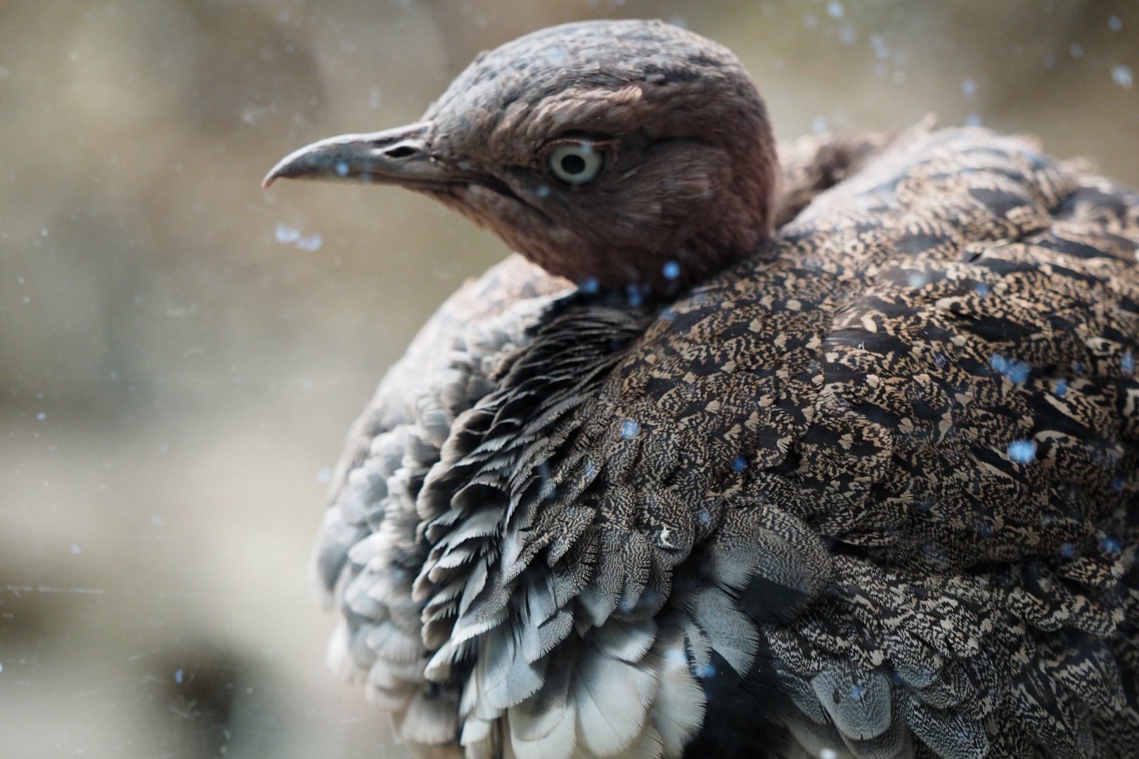 Buff-crested bustard