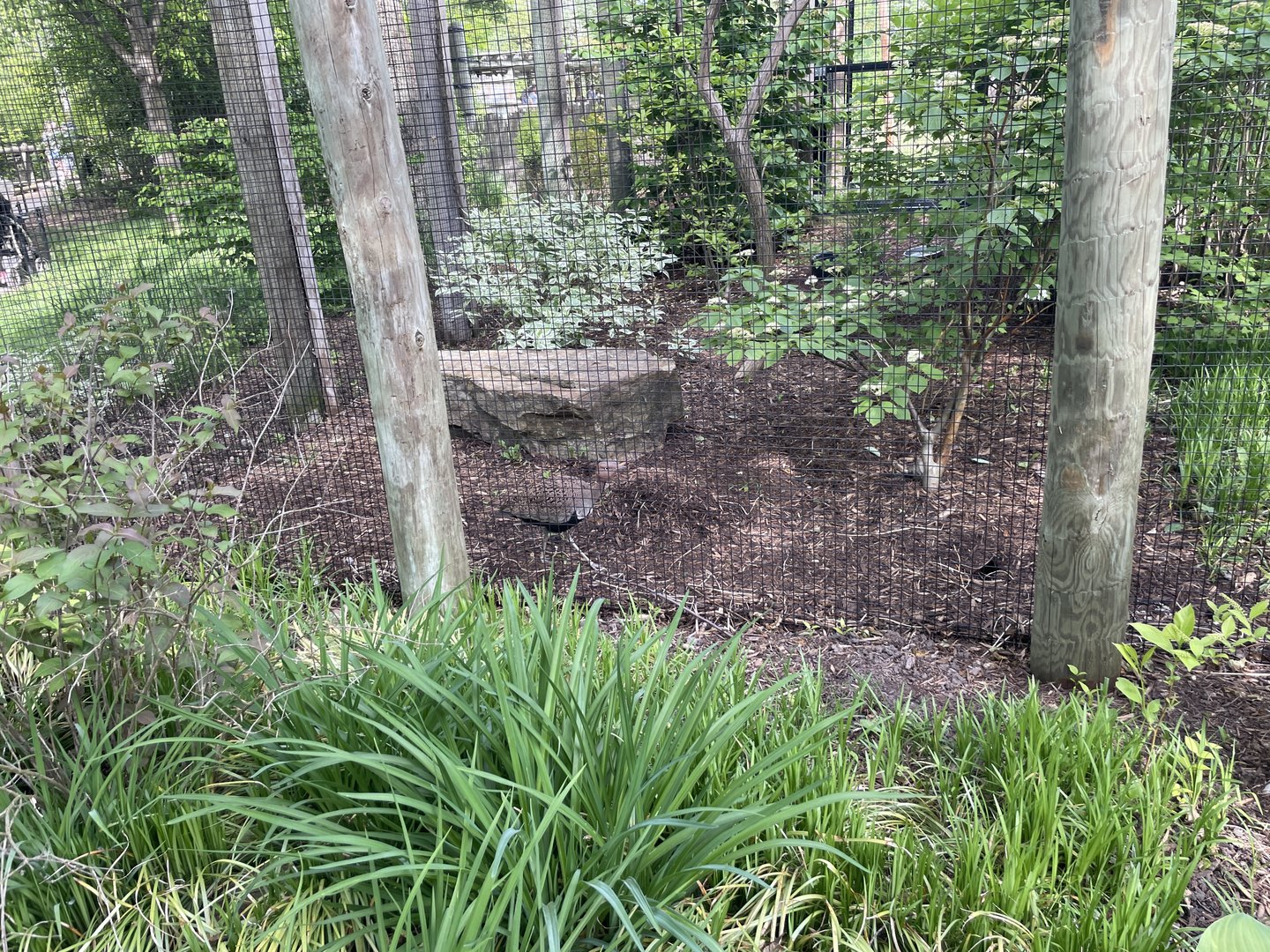 Buff-crested bustard