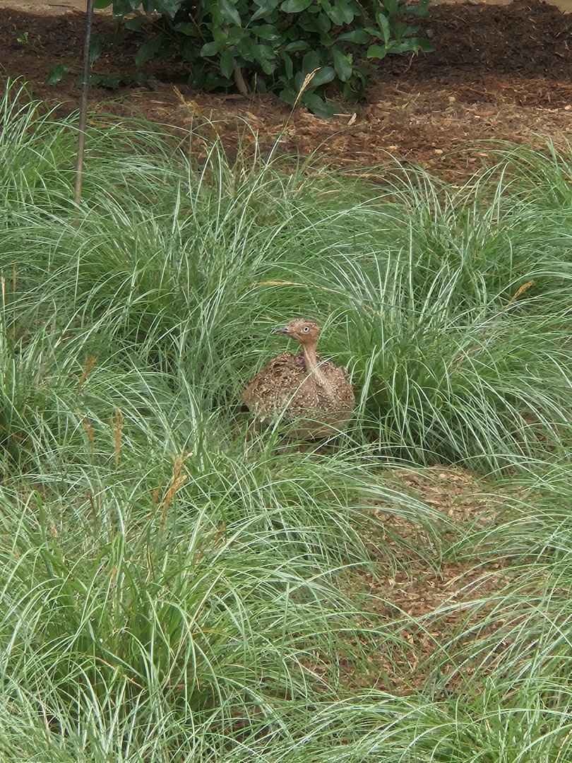 Buff-crested bustard