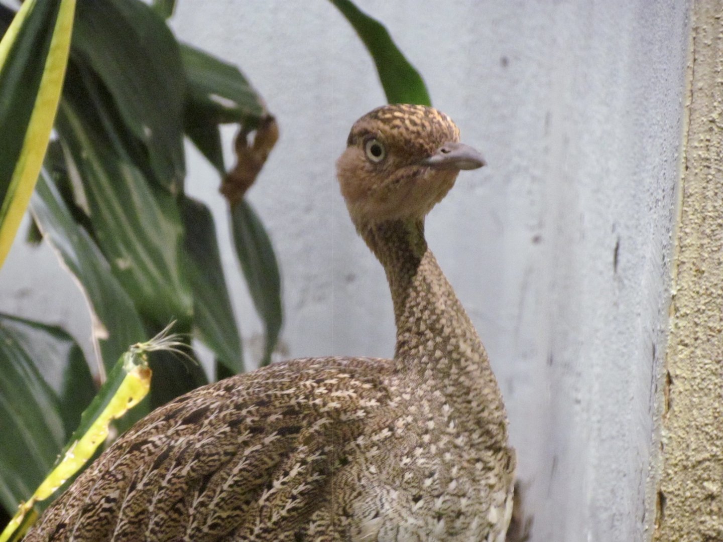 Buff-crested Bustard
