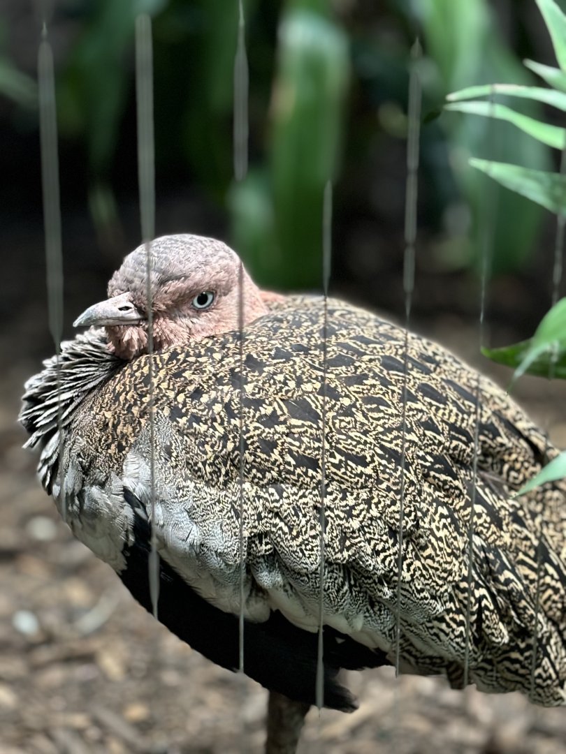 Buff Crested Bustard