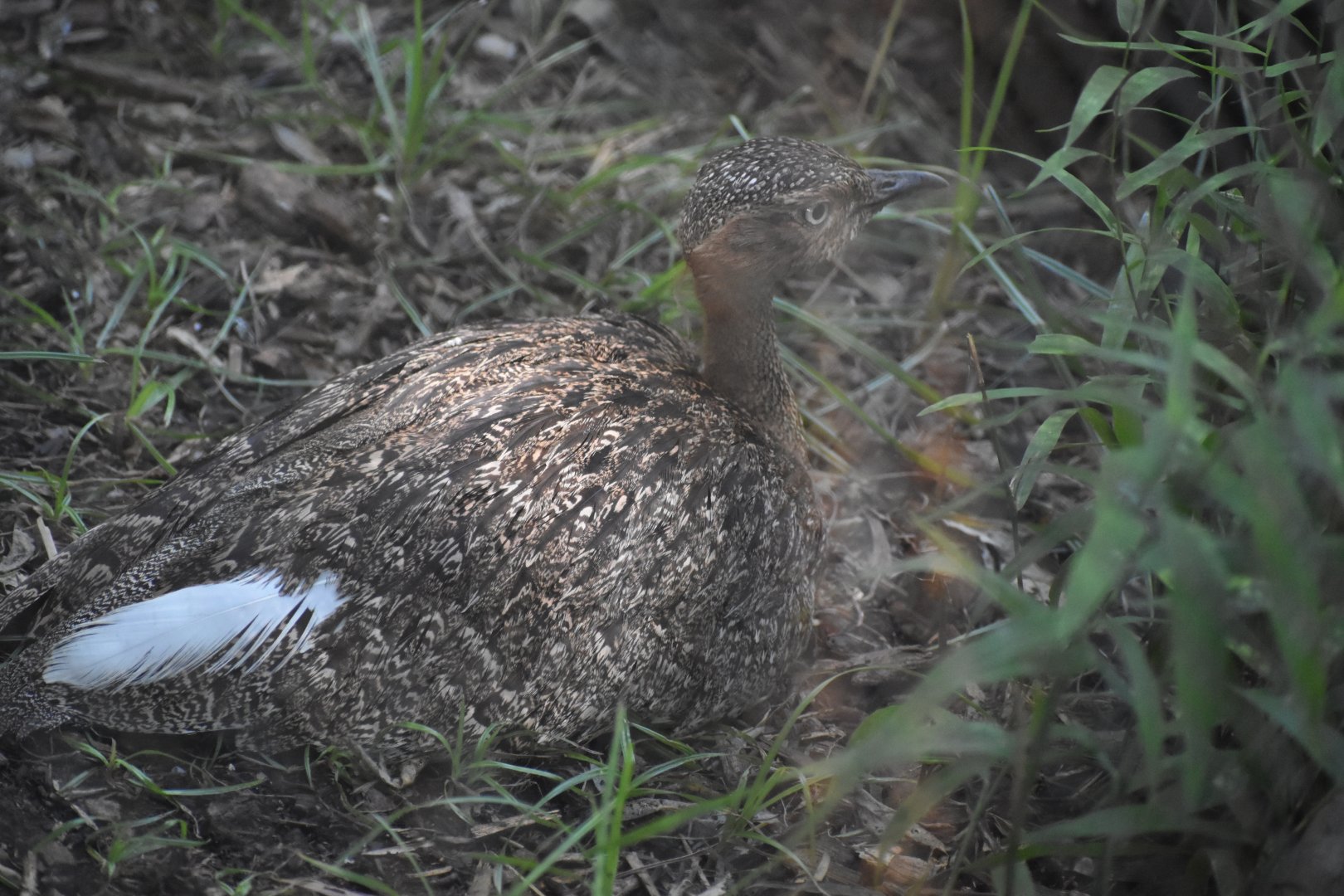 Buff-Crested Bustard