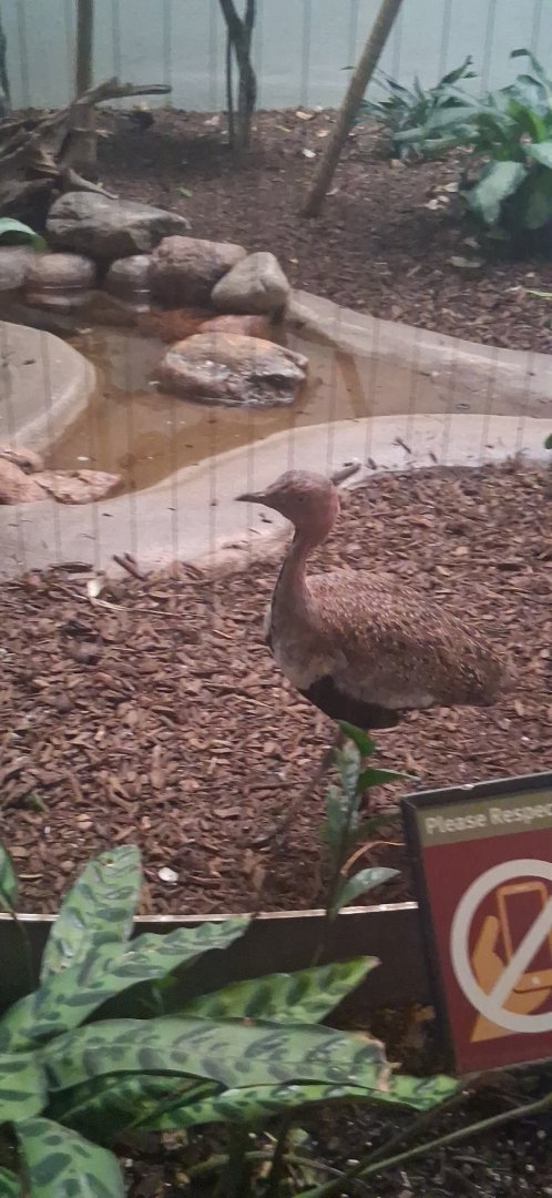 Buff crested bustard