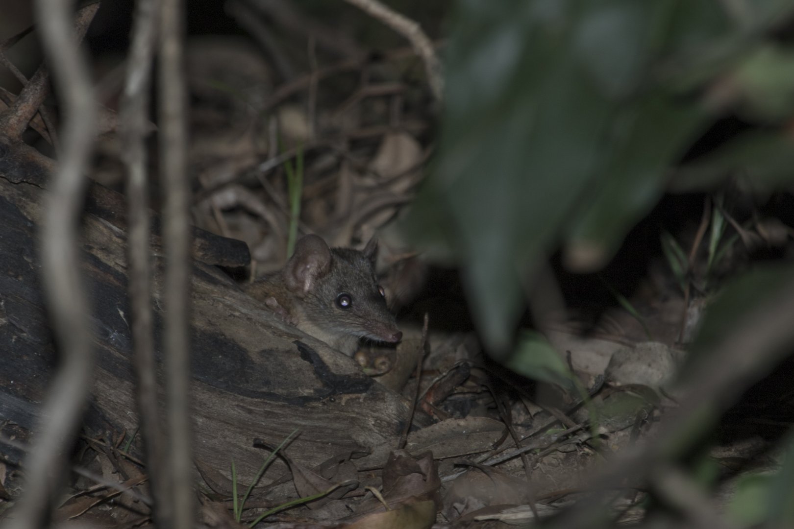 Buff-footed Antechinus (Antechinus mysticus)