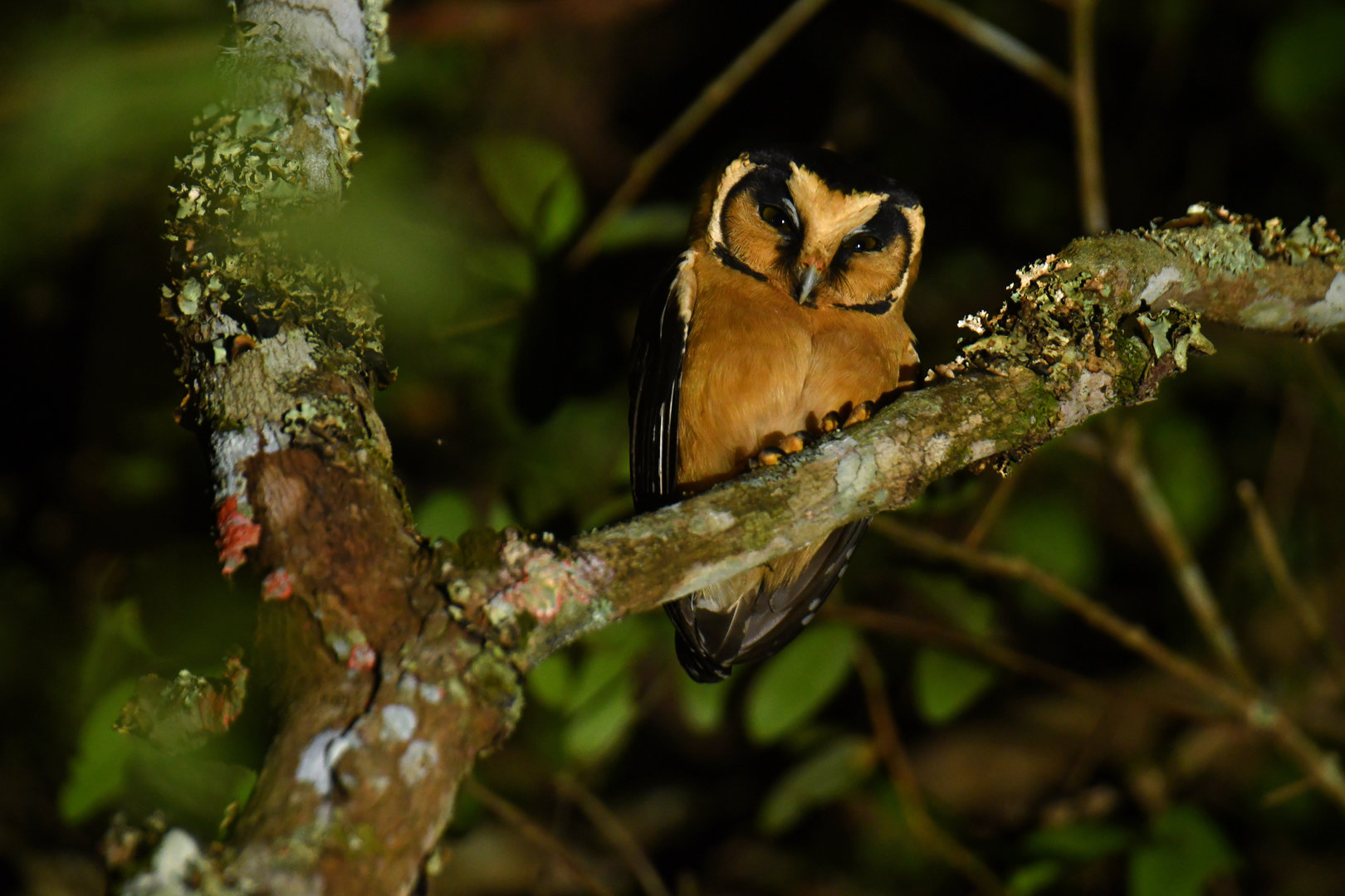 Buff-fronted Owl Aegolius harrisii