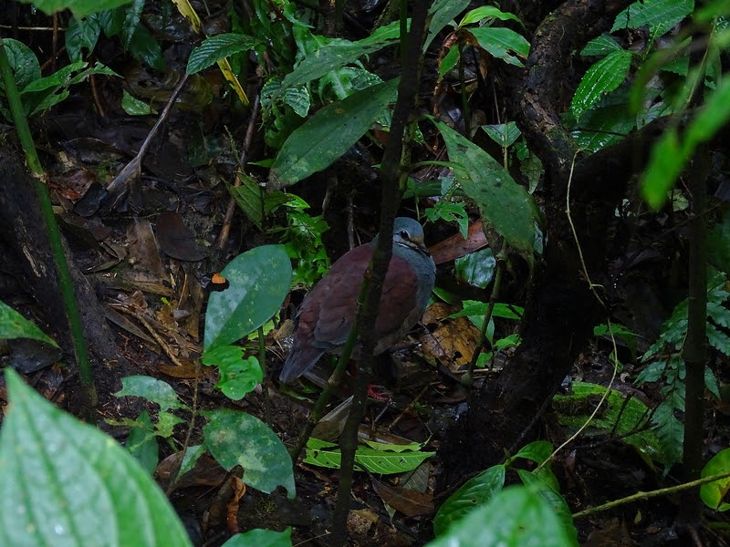 Buff-fronted quail-pigeon