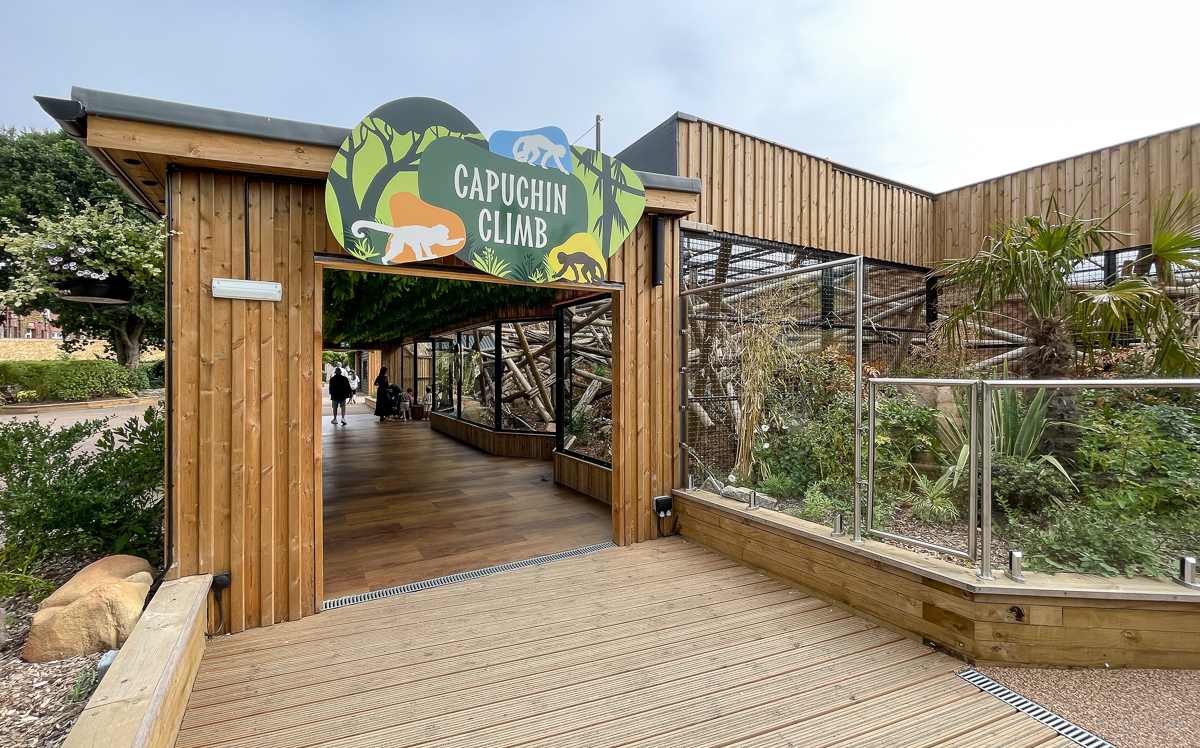 Buff-headed capuchin (exhibit) : Colchester Zoo : 17 Jul 2025