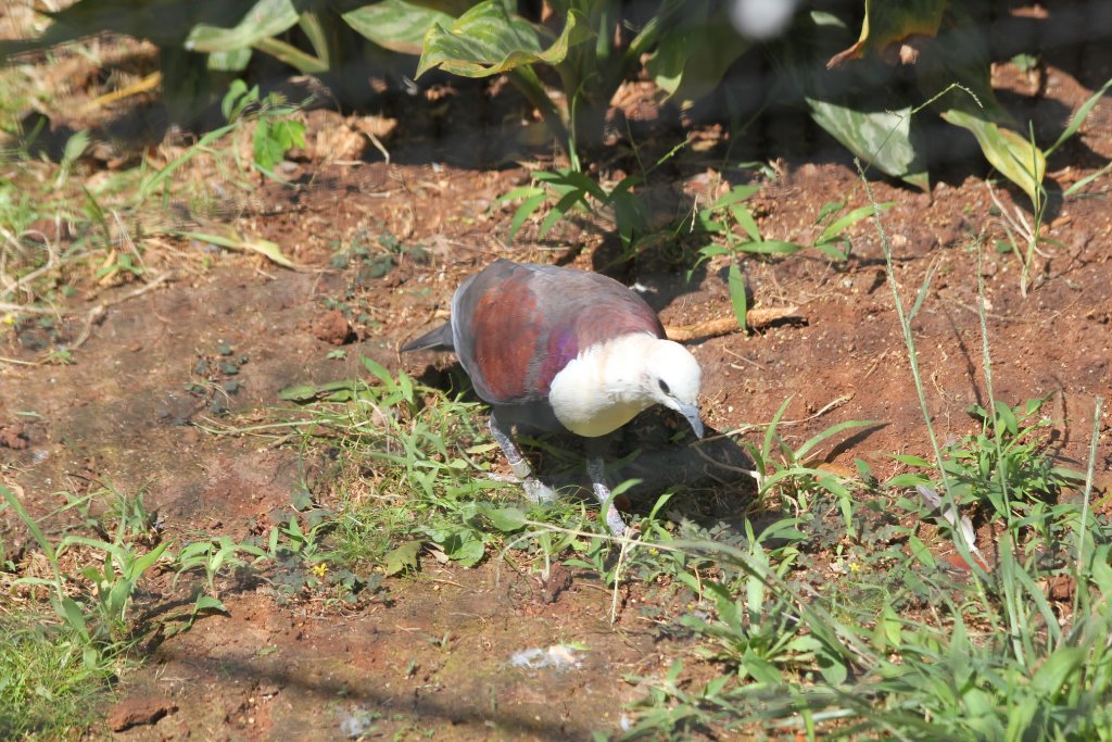 Buff-headed Ground Dove male
