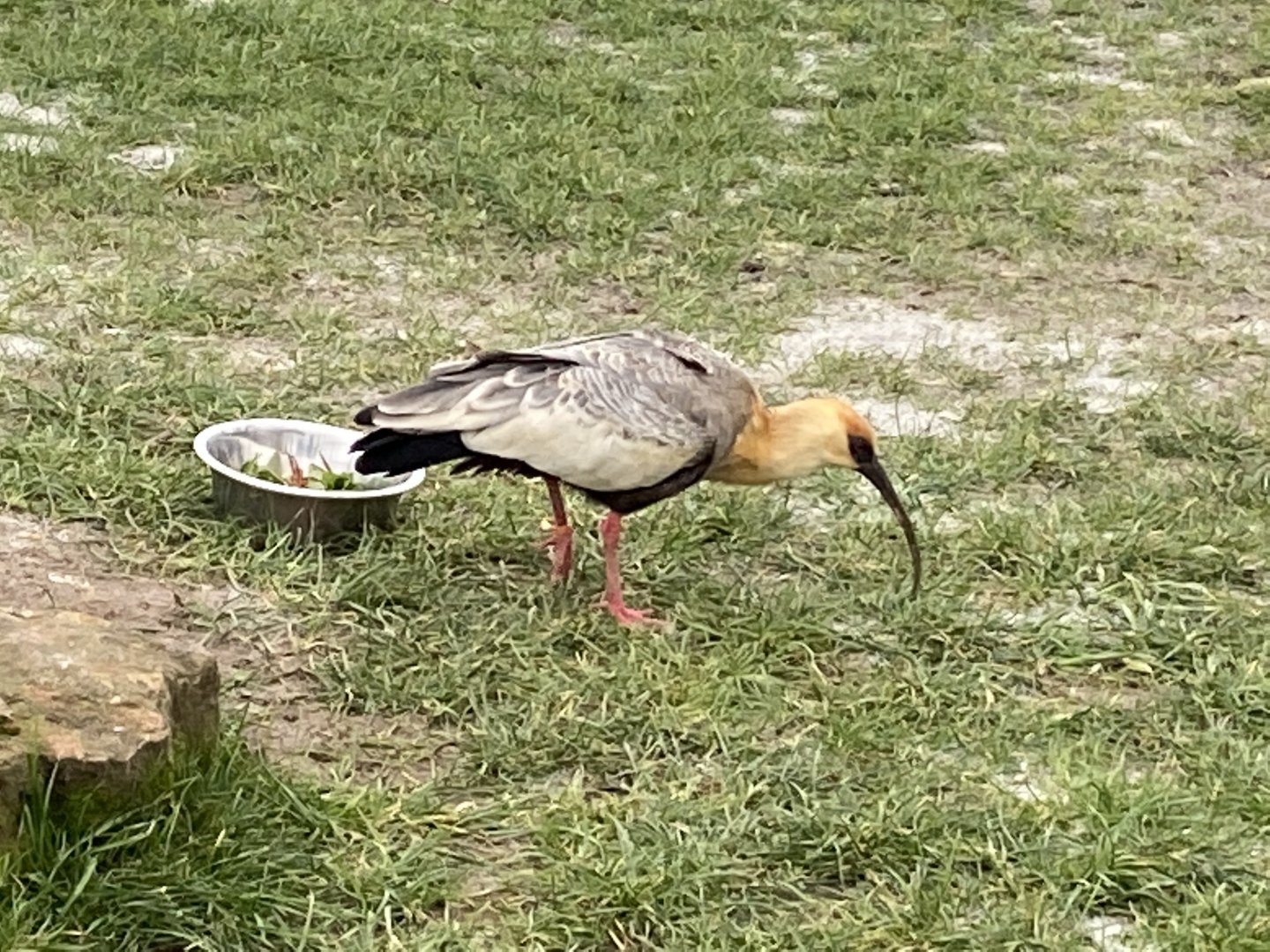Buff-necked ibis 060222