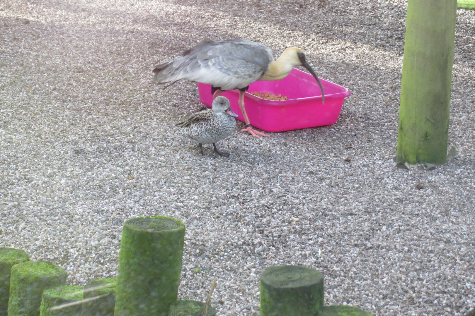 Buff-necked ibis and Cape teal 040319
