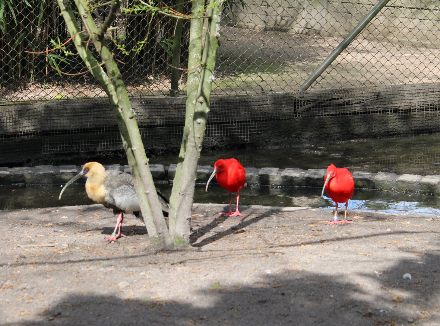 Buff-necked ibis and Sacrlet ibisses