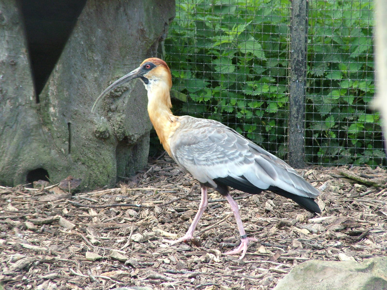 Buff-necked Ibis at Blackbrook, 12/06/10