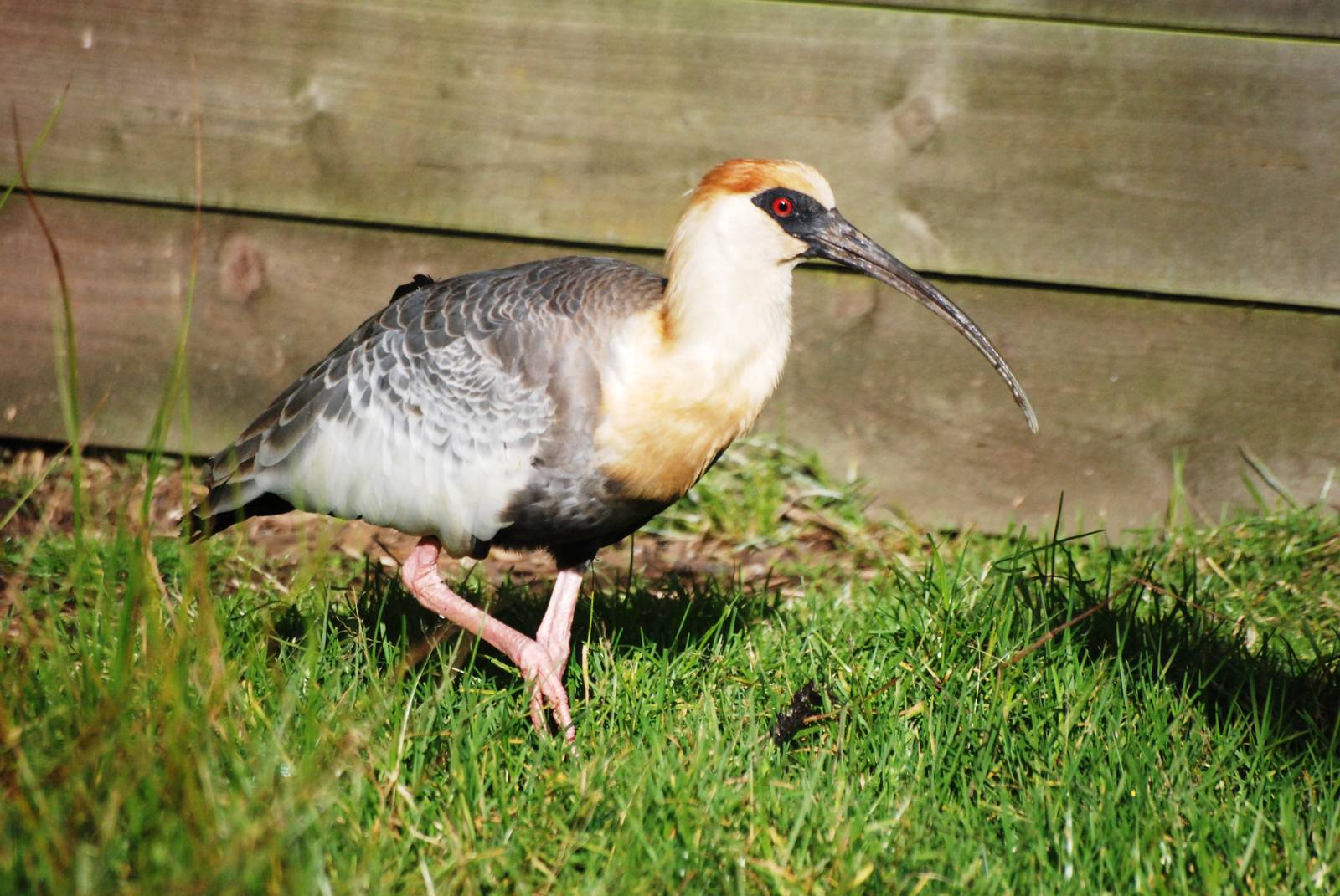 Buff-necked Ibis at Blackbrook, 21/10/12