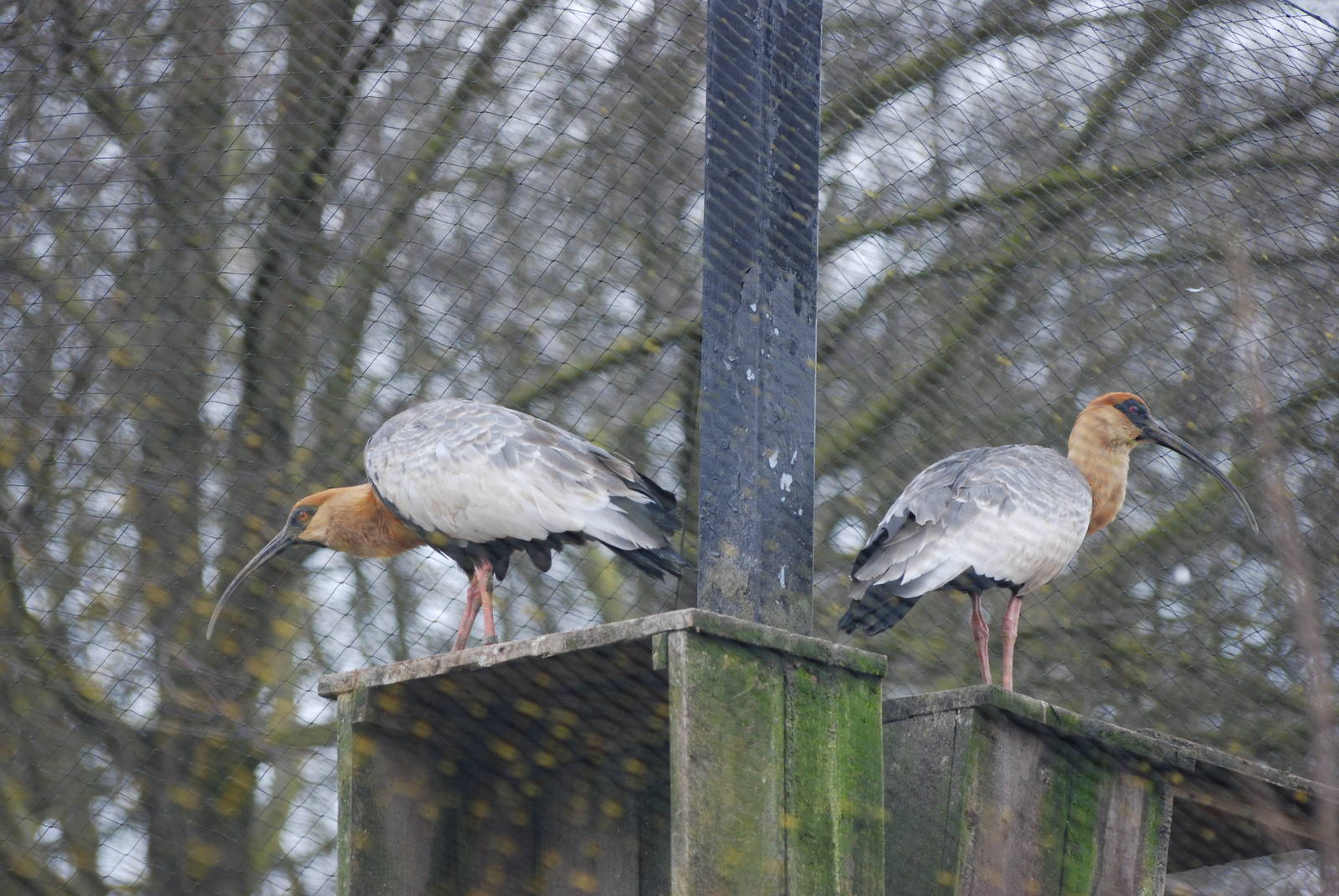 Buff-necked Ibis at Blackbrook, 22/04/12