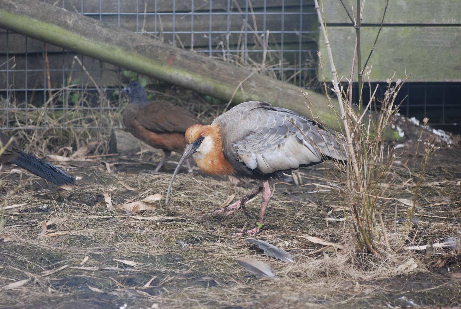 Buff-necked Ibis at Blackbrook, 22/04/12