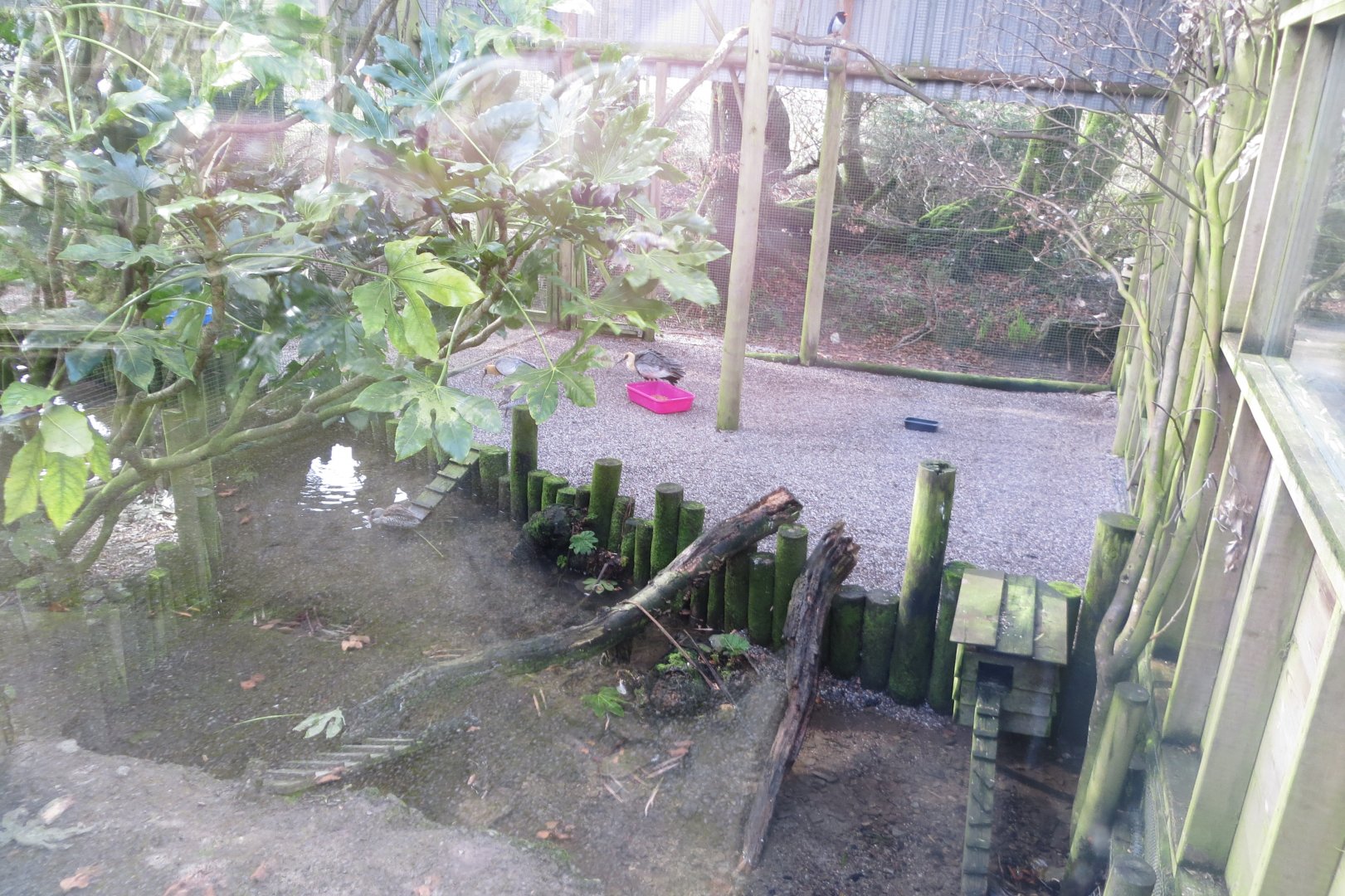 Buff-necked ibis aviary 040319