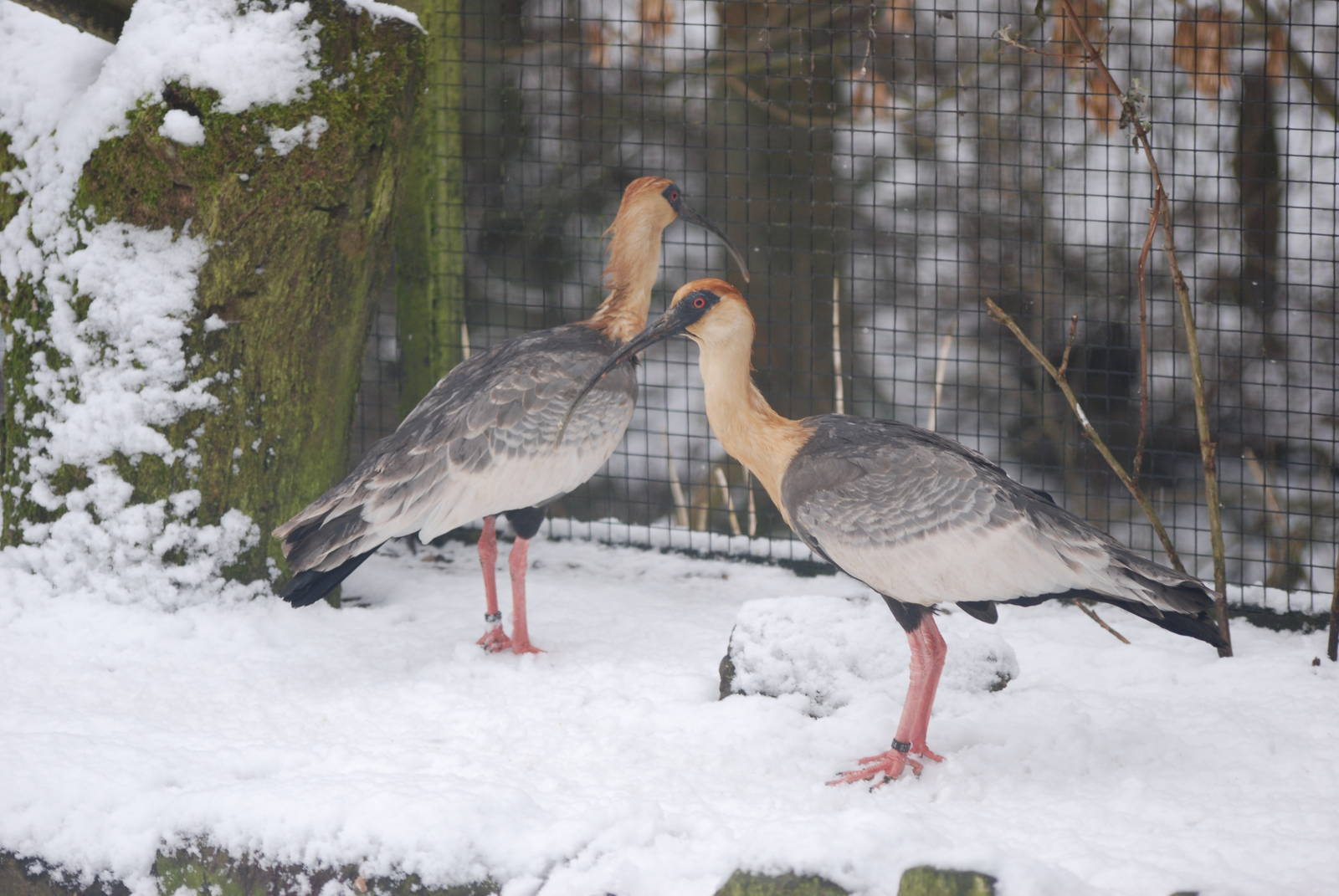 Buff-necked Ibis, Blackbrook in the Snow (again!) 27/12/10