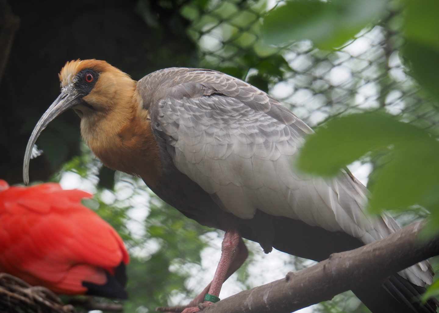 Buff-necked ibis (Theristicus caudatus), 2019-05-25