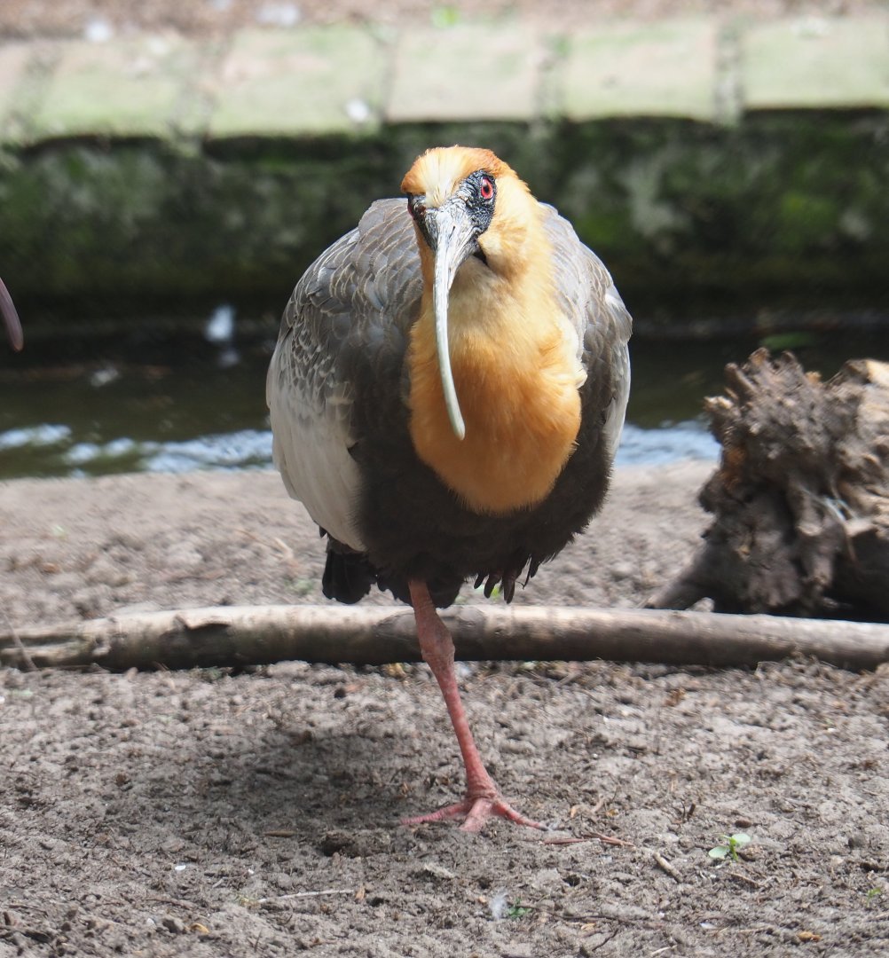Buff-necked ibis (Theristicus caudatus), 2019-05-25