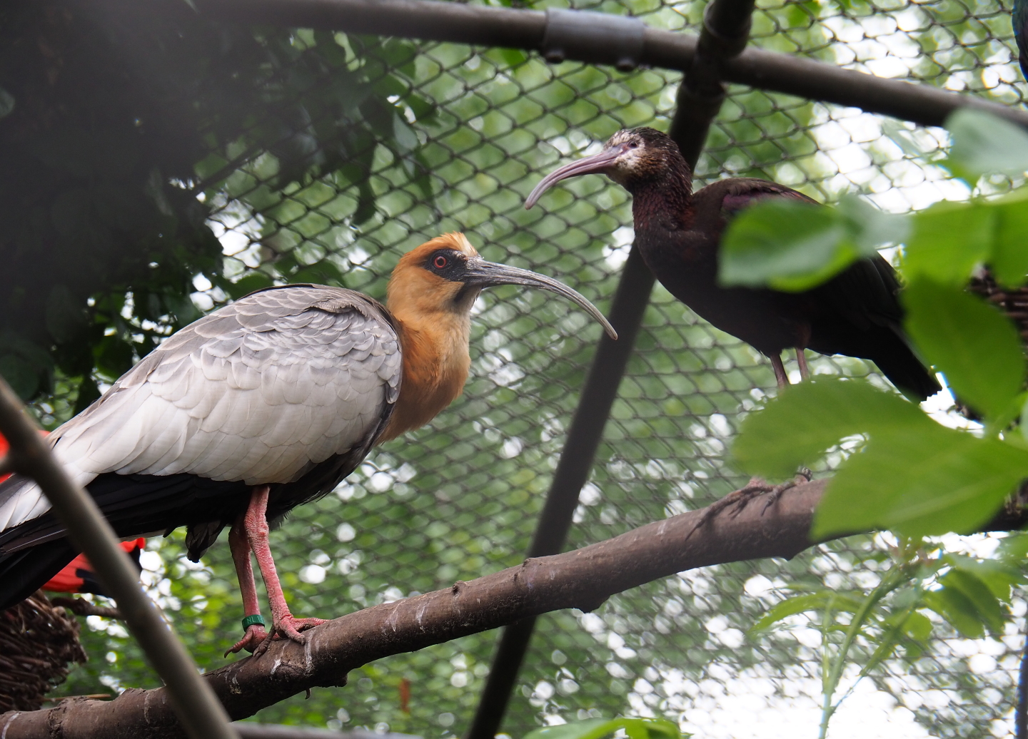 Buff-necked ibis (Theristicus caudatus) and White-faced ibis (Plegadis chihi), 2019-05-25