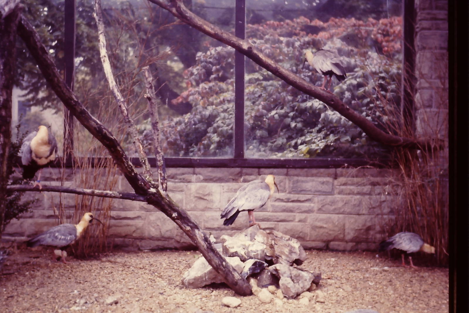 Buff-necked Ibis Theristicus caudatus Bristol Zoo 1st October 1986