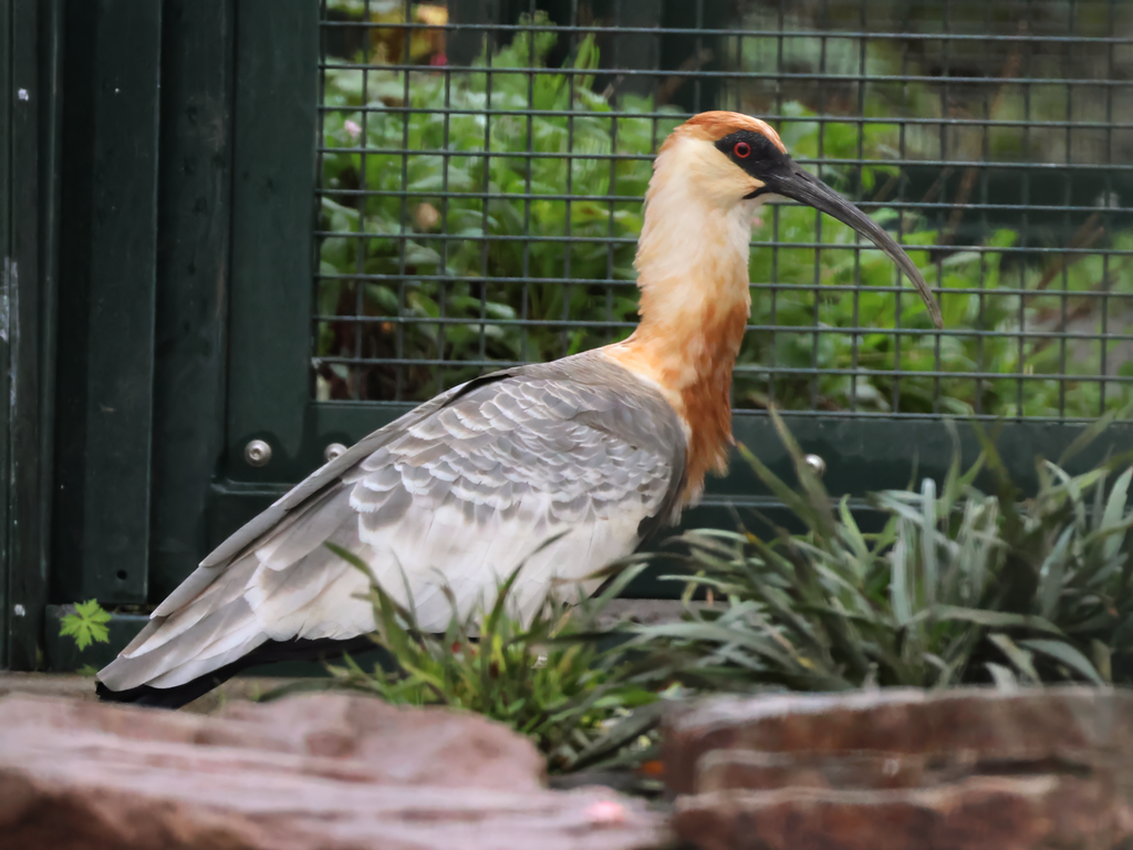 Buff-necked ibis (Theristicus caudatus) - Brook Valley Zoo
