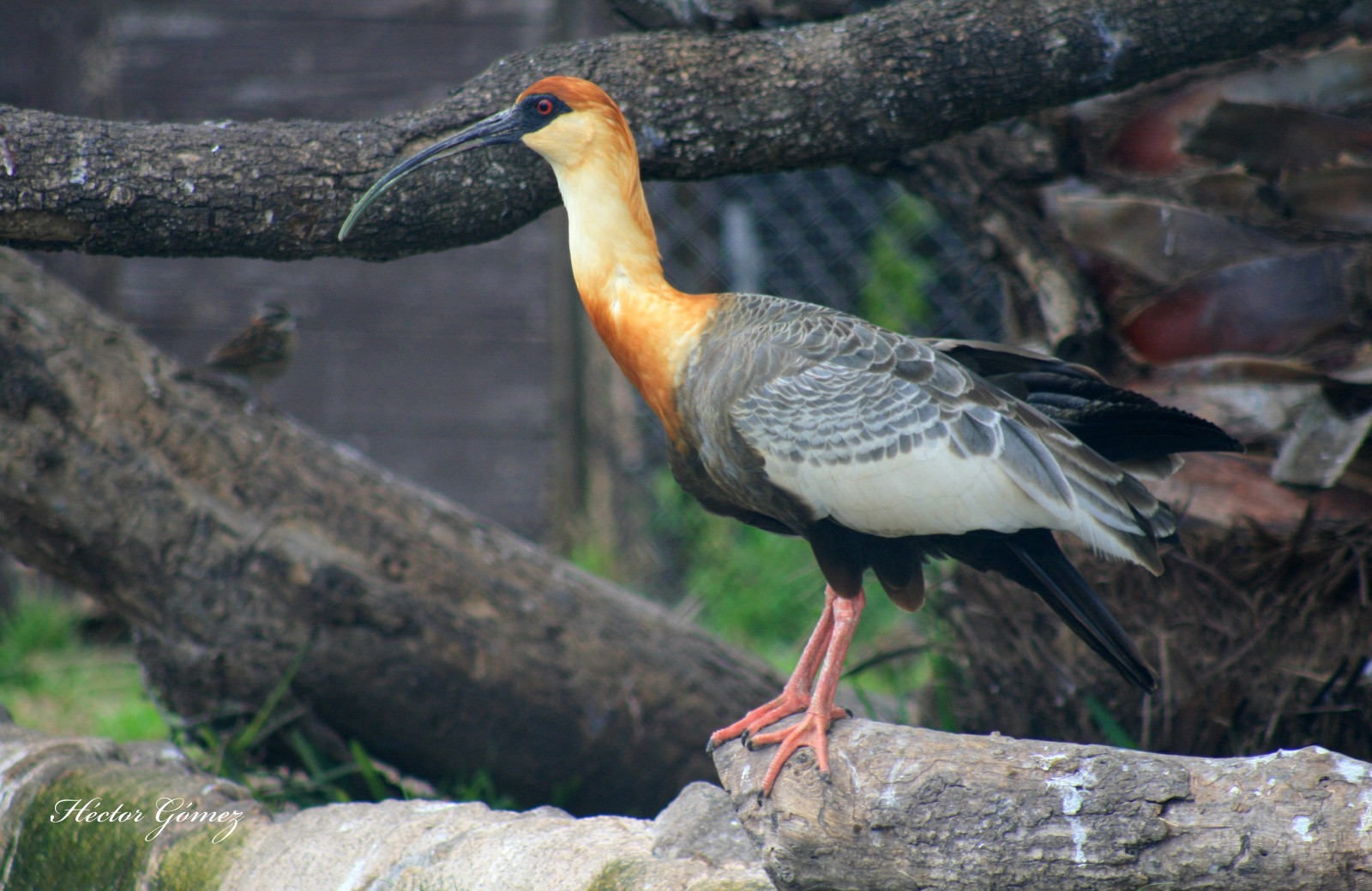 Buff-necked Ibis (Theristicus  caudatus hyperorius)