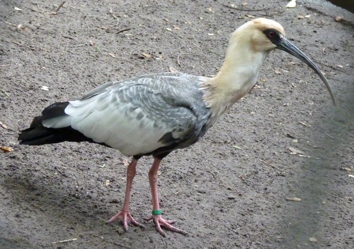 Buff-necked ibis (Theristicus caudatus)